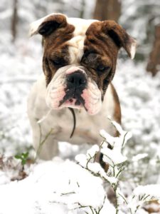 Continental Bulldog